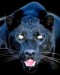 panter